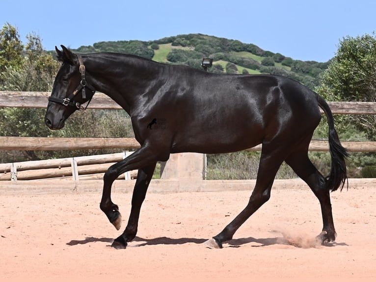 Menorcaanse Merrie 2 Jaar 156 cm Zwart in Menorca