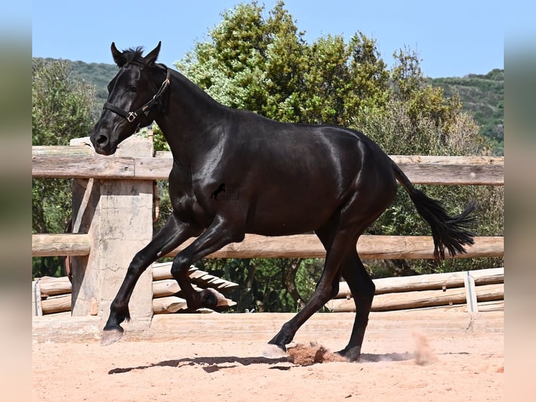 Menorcaanse Merrie 2 Jaar 156 cm Zwart in Menorca