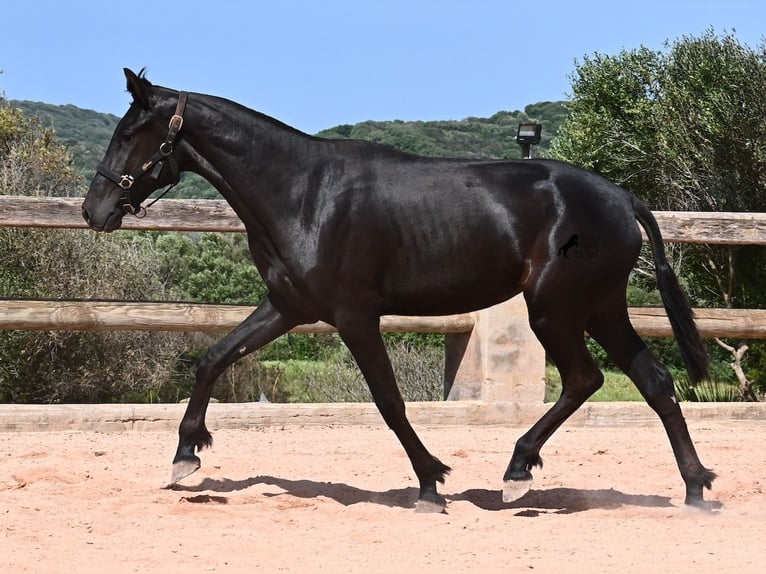 Menorcaanse Merrie 2 Jaar 156 cm Zwart in Menorca