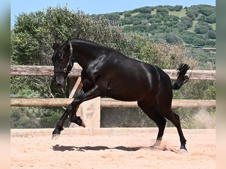 Menorcaanse Merrie 2 Jaar 156 cm Zwart in Menorca