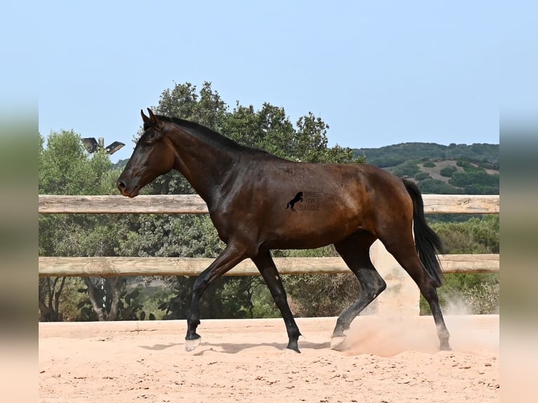 Menorcaanse Merrie 2 Jaar 157 cm Zwart in Menorca