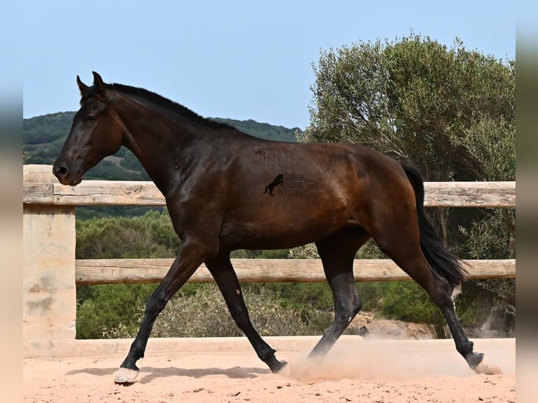 Menorcaanse Merrie 2 Jaar 157 cm Zwart in Menorca
