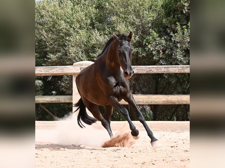 Menorcaanse Merrie 2 Jaar 157 cm Zwart in Menorca