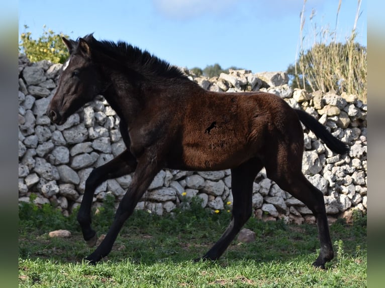 Menorcaanse Merrie 2 Jaar 158 cm Zwart in Menorca