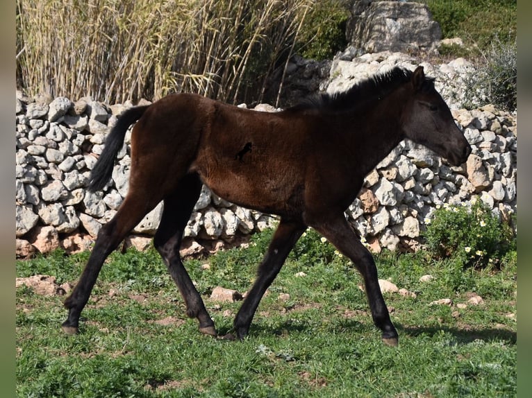 Menorcaanse Merrie 2 Jaar 158 cm Zwart in Menorca