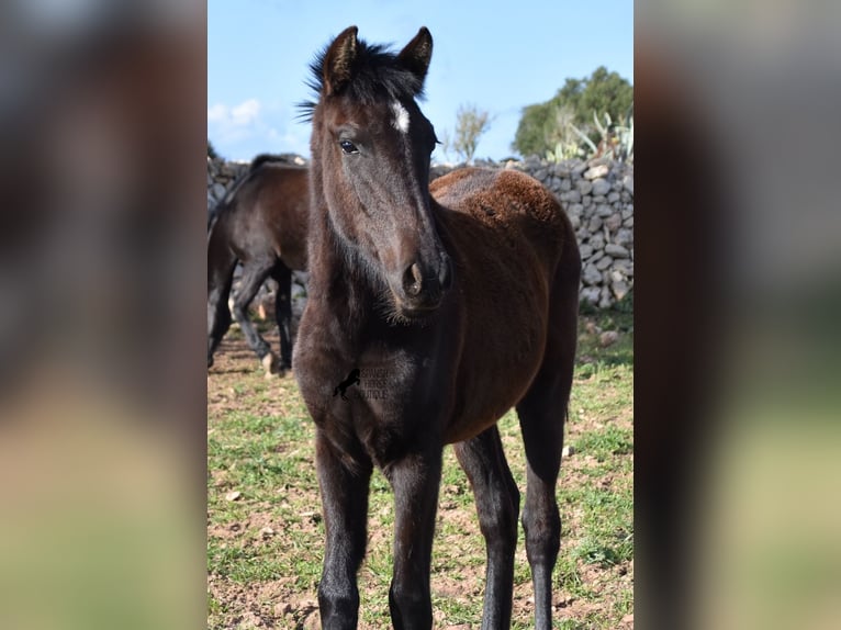 Menorcaanse Merrie 2 Jaar 158 cm Zwart in Menorca