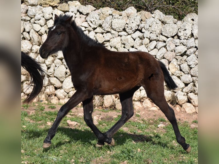 Menorcaanse Merrie 2 Jaar 158 cm Zwart in Menorca