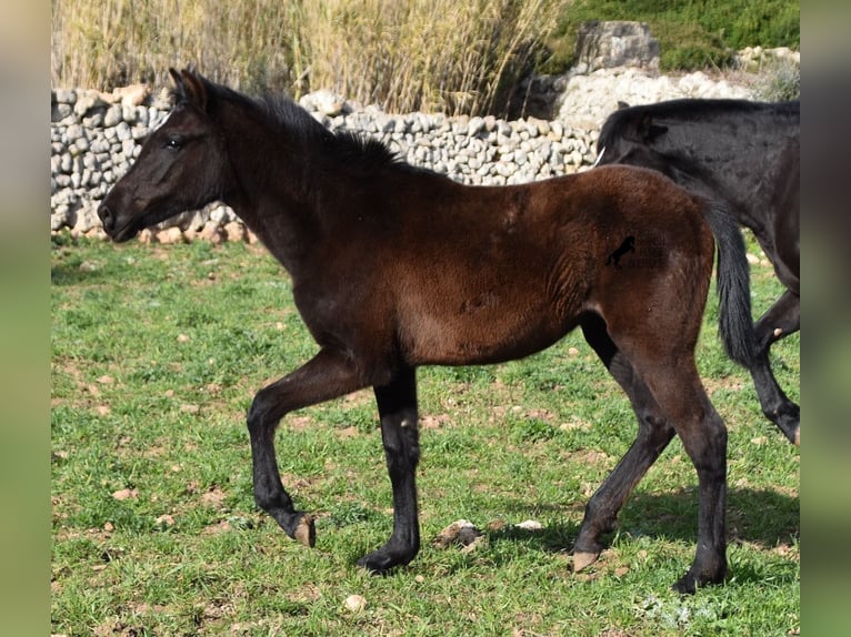 Menorcaanse Merrie 2 Jaar 158 cm Zwart in Menorca