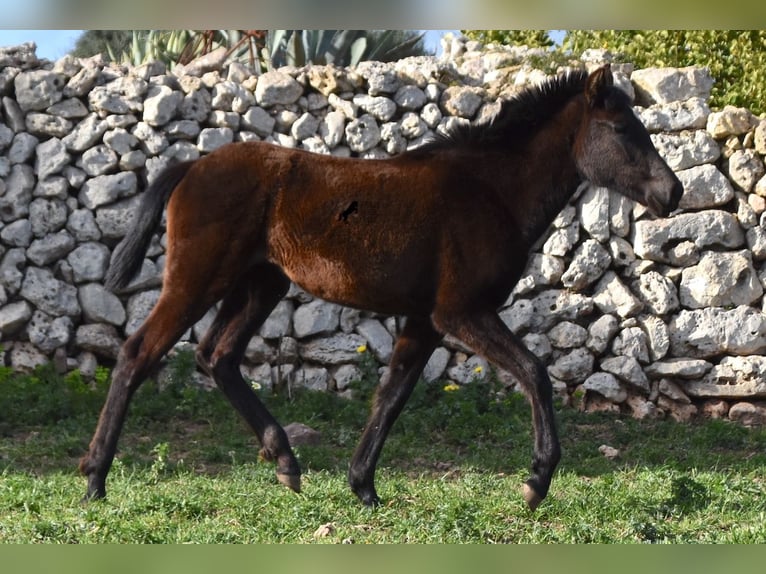 Menorcaanse Merrie 2 Jaar 158 cm Zwart in Menorca