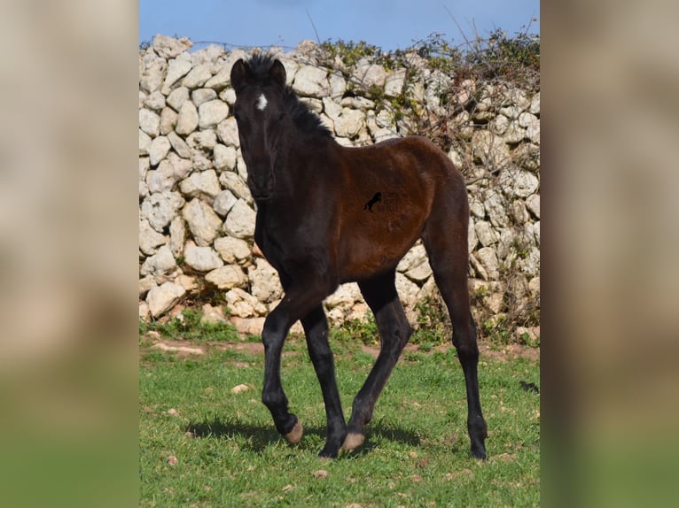 Menorcaanse Merrie 2 Jaar 158 cm Zwart in Menorca