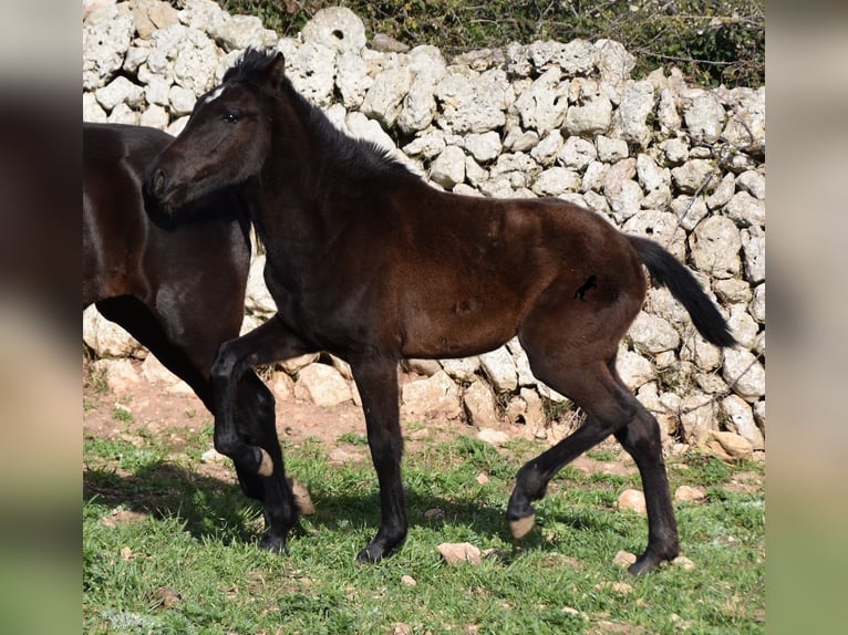 Menorcaanse Merrie 2 Jaar 158 cm Zwart in Menorca