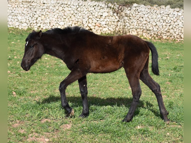 Menorcaanse Merrie 2 Jaar 158 cm Zwart in Menorca