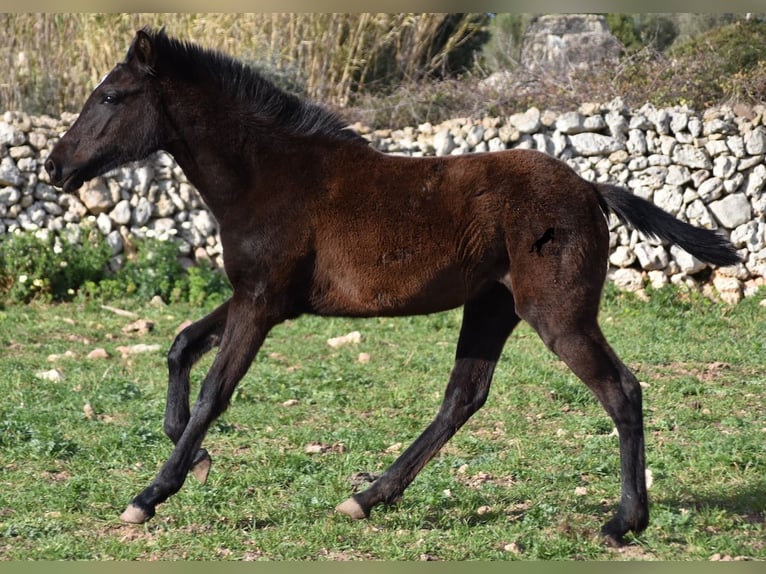 Menorcaanse Merrie 2 Jaar 158 cm Zwart in Menorca