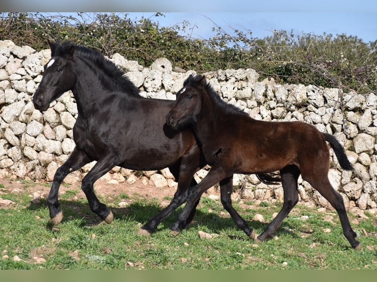 Menorcaanse Merrie 2 Jaar 158 cm Zwart in Menorca