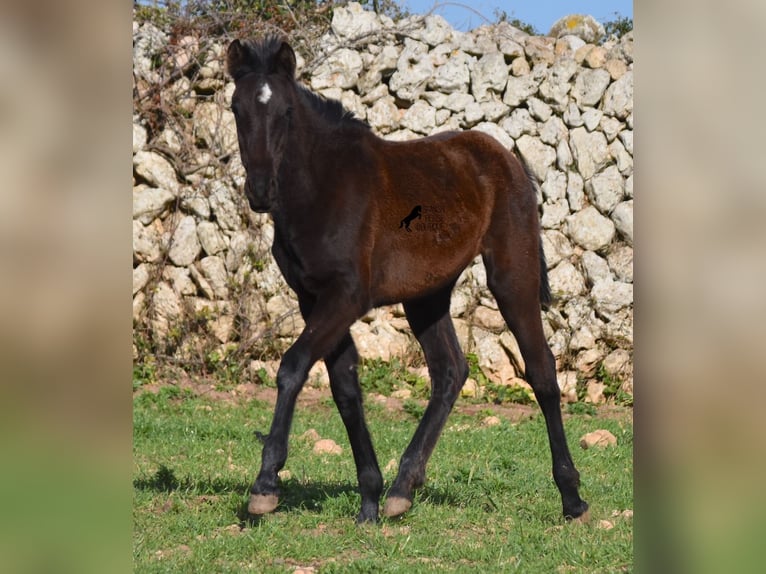 Menorcaanse Merrie 2 Jaar 158 cm Zwart in Menorca