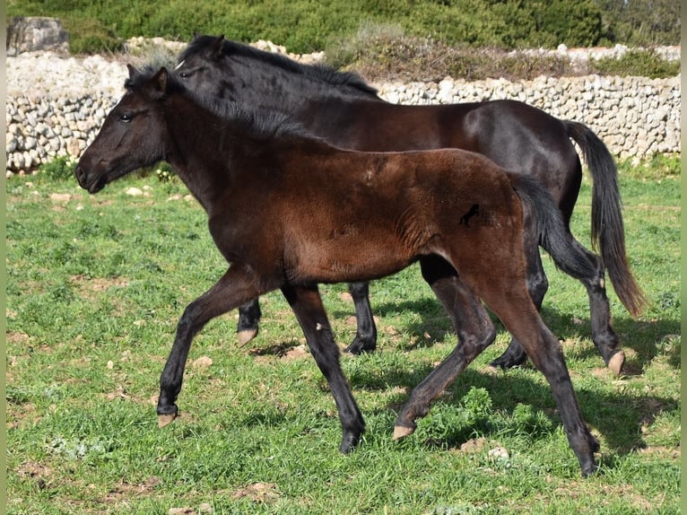 Menorcaanse Merrie 2 Jaar 158 cm Zwart in Menorca