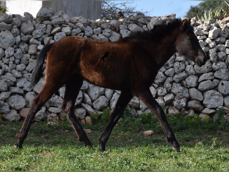 Menorcaanse Merrie 2 Jaar 158 cm Zwart in Menorca