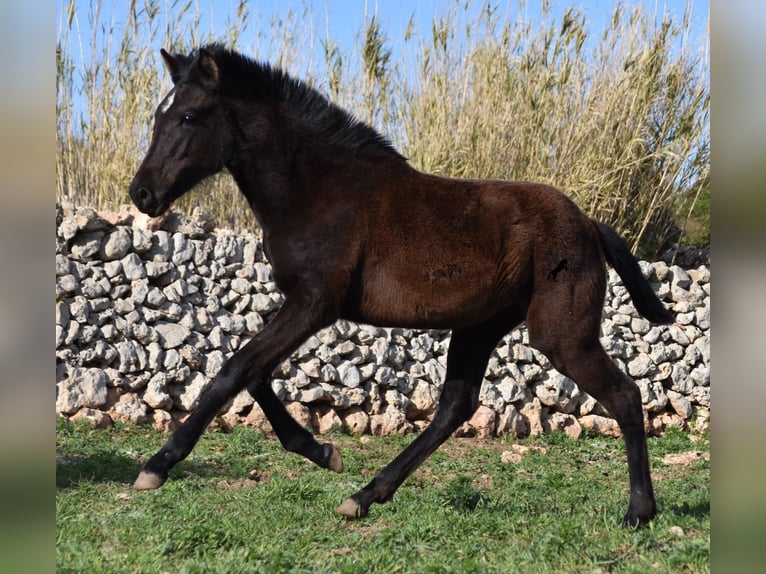 Menorcaanse Merrie 2 Jaar 158 cm Zwart in Menorca