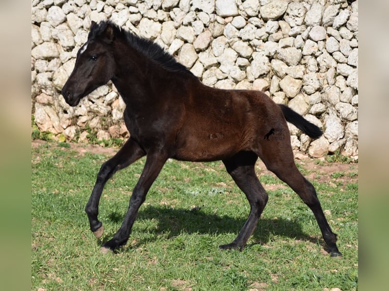 Menorcaanse Merrie 2 Jaar 158 cm Zwart in Menorca