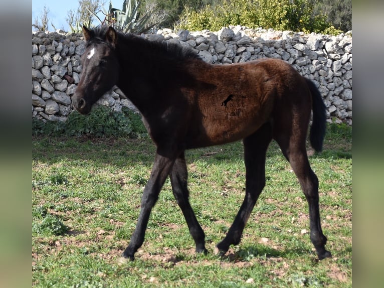 Menorcaanse Merrie 2 Jaar 158 cm Zwart in Menorca