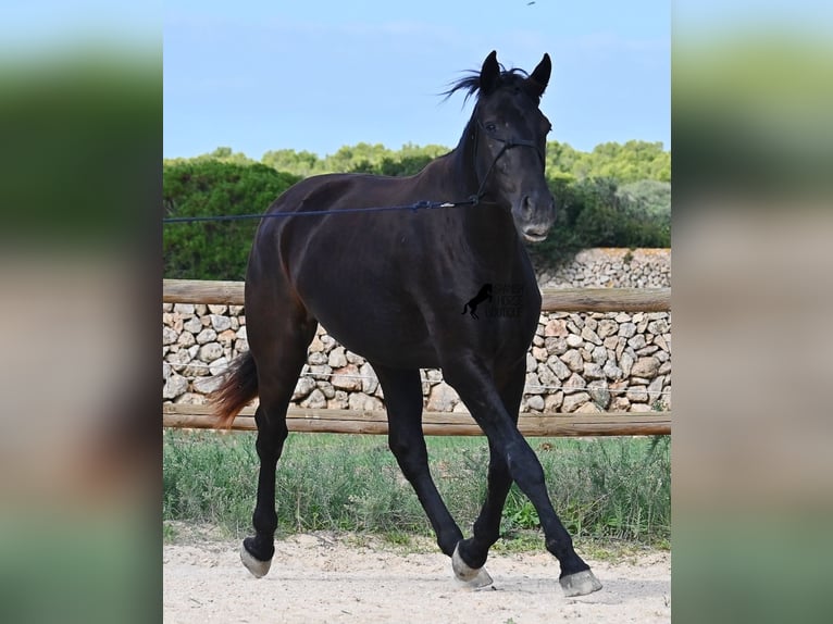 Menorcaanse Merrie 2 Jaar 159 cm Zwart in Menorca