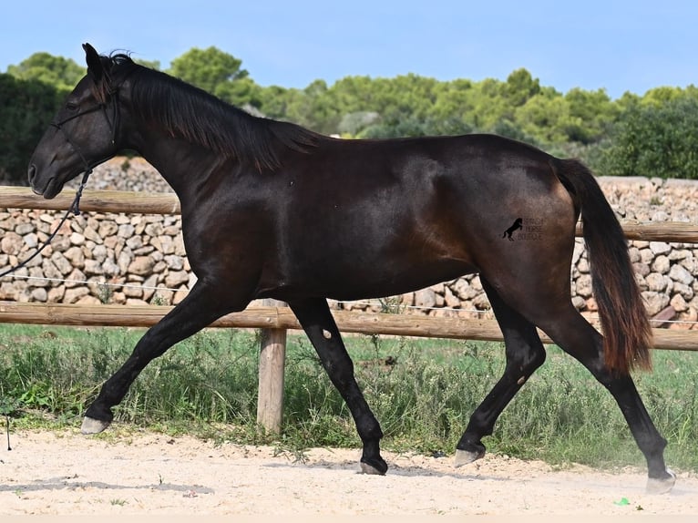 Menorcaanse Merrie 2 Jaar 159 cm Zwart in Menorca