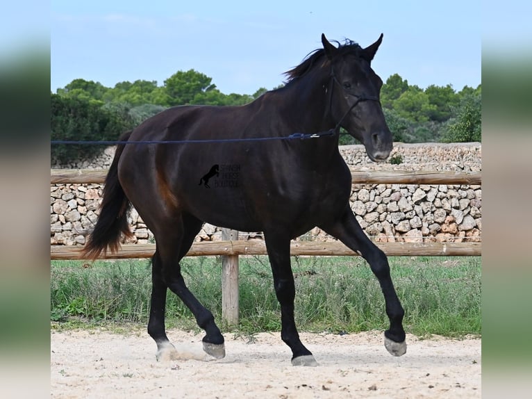 Menorcaanse Merrie 2 Jaar 159 cm Zwart in Menorca