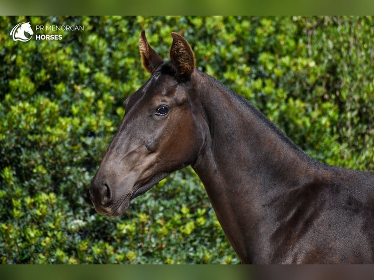 Menorcaanse Merrie 2 Jaar 160 cm Zwart in Menorca