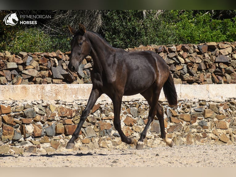 Menorcaanse Merrie 2 Jaar 160 cm Zwart in Menorca