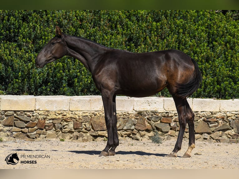 Menorcaanse Merrie 2 Jaar 160 cm Zwart in Menorca