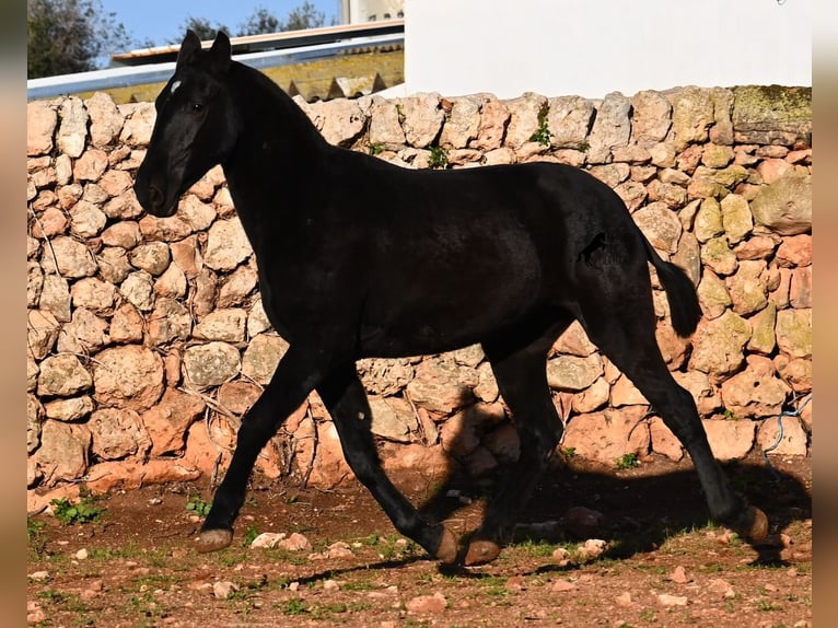 Menorcaanse Merrie 2 Jaar 160 cm Zwart in Menorca