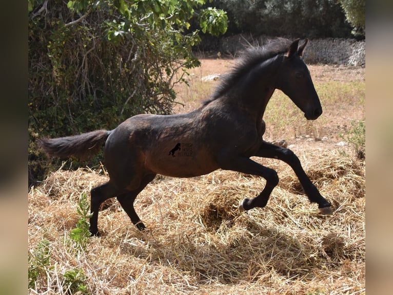 Menorcaanse Mix Merrie 2 Jaar 160 cm Zwart in Menorca