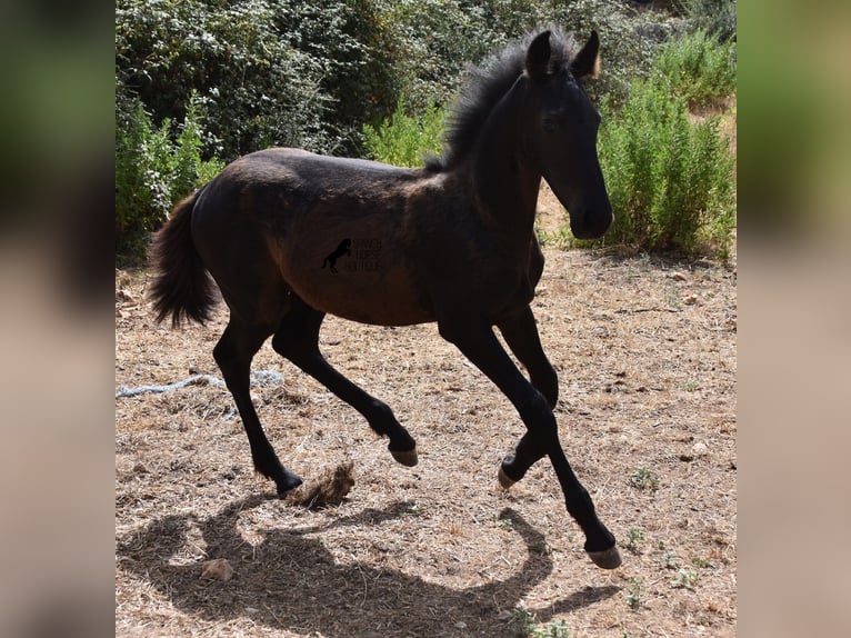 Menorcaanse Mix Merrie 2 Jaar 160 cm Zwart in Menorca