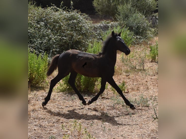 Menorcaanse Mix Merrie 2 Jaar 160 cm Zwart in Menorca