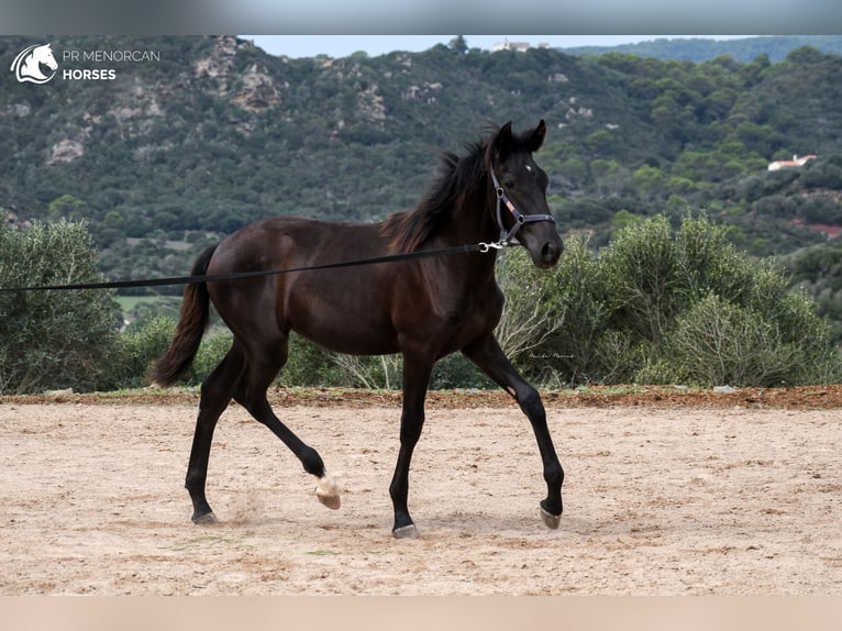 Menorcaanse Merrie 2 Jaar 161 cm Zwart in Menorca