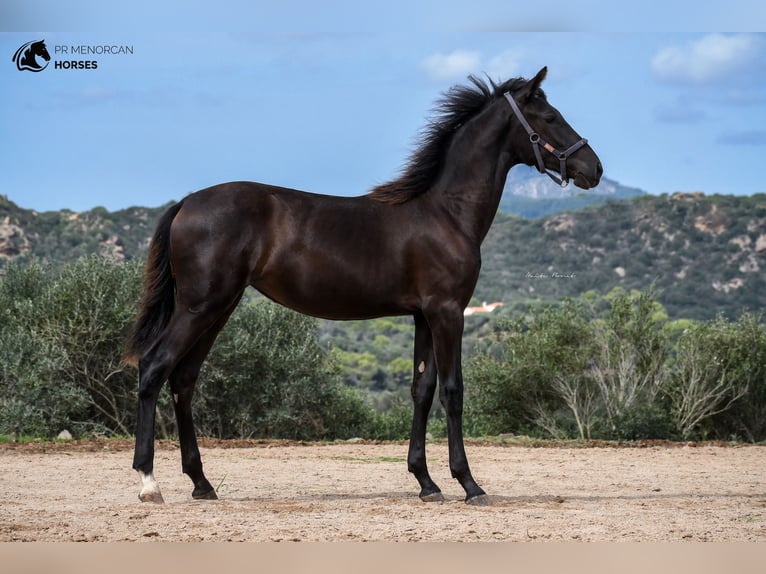 Menorcaanse Merrie 2 Jaar 161 cm Zwart in Menorca