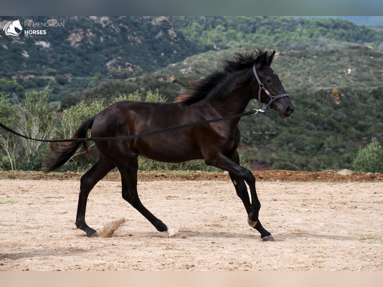 Menorcaanse Merrie 2 Jaar 161 cm Zwart in Menorca