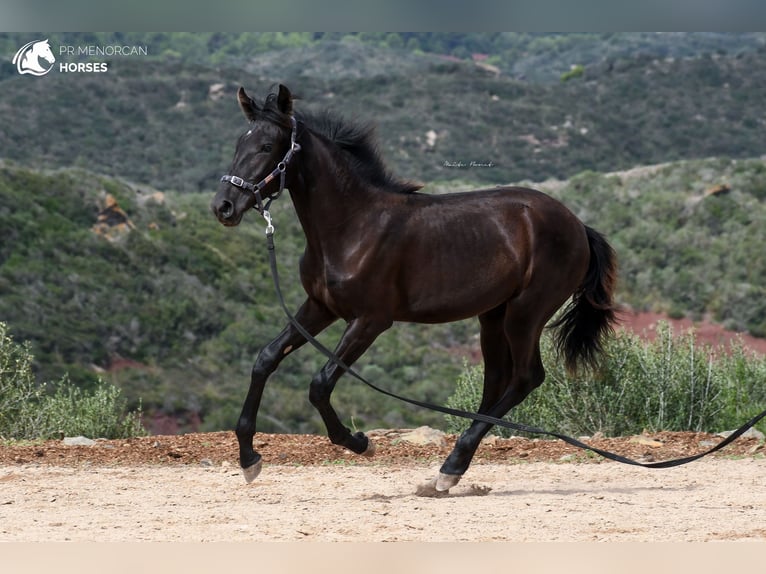 Menorcaanse Merrie 2 Jaar 161 cm Zwart in Menorca