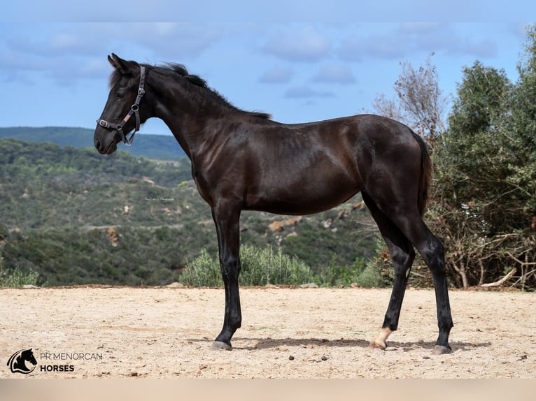 Menorcaanse Merrie 2 Jaar 161 cm Zwart in Menorca