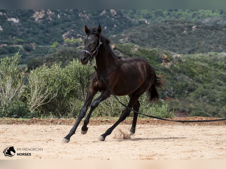 Menorcaanse Merrie 2 Jaar 161 cm Zwart in Menorca