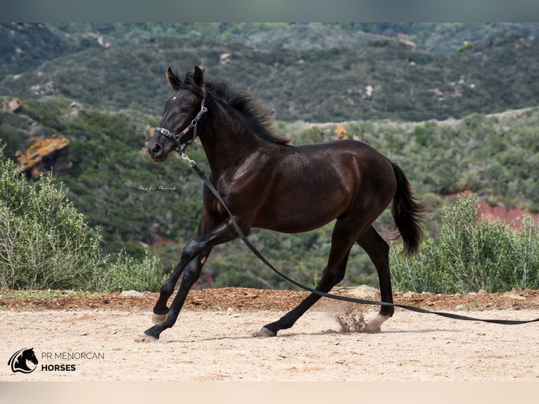 Menorcaanse Merrie 2 Jaar 161 cm Zwart in Menorca