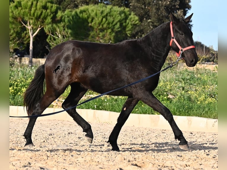 Menorcaanse Merrie 2 Jaar 161 cm Zwart in Menorca