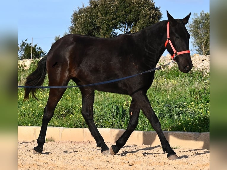 Menorcaanse Merrie 2 Jaar 161 cm Zwart in Menorca