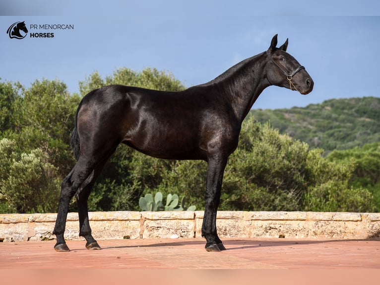 Menorcaanse Merrie 2 Jaar 162 cm Zwart in Menorca