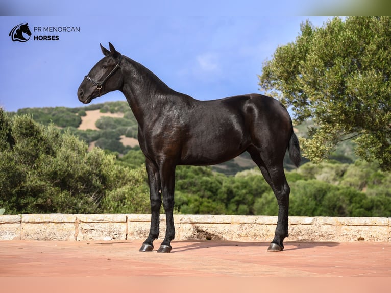 Menorcaanse Merrie 2 Jaar 162 cm Zwart in Menorca