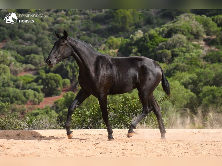 Menorcaanse Merrie 2 Jaar 162 cm Zwart in Menorca