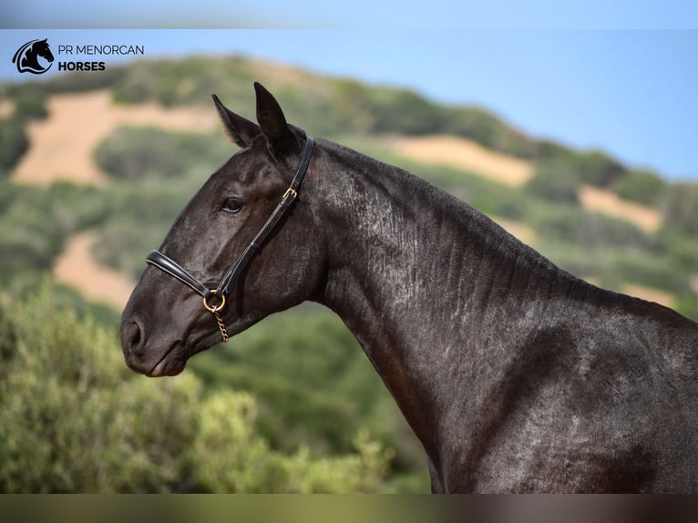 Menorcaanse Merrie 2 Jaar 162 cm Zwart in Menorca