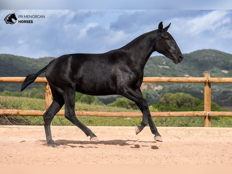 Menorcaanse Merrie 2 Jaar 162 cm Zwart in Menorca