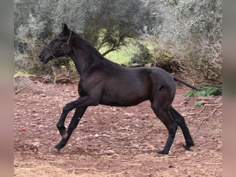 Menorcaanse Merrie 2 Jaar 162 cm Zwart in Menorca