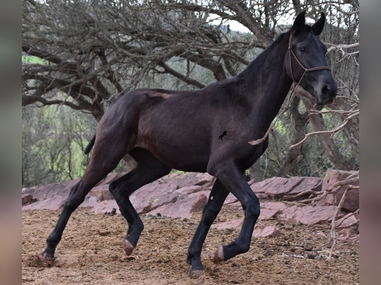 Menorcaanse Merrie 2 Jaar 162 cm Zwart in Menorca